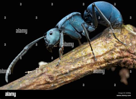 philippine ant|Polyrhachis cyaniventris .